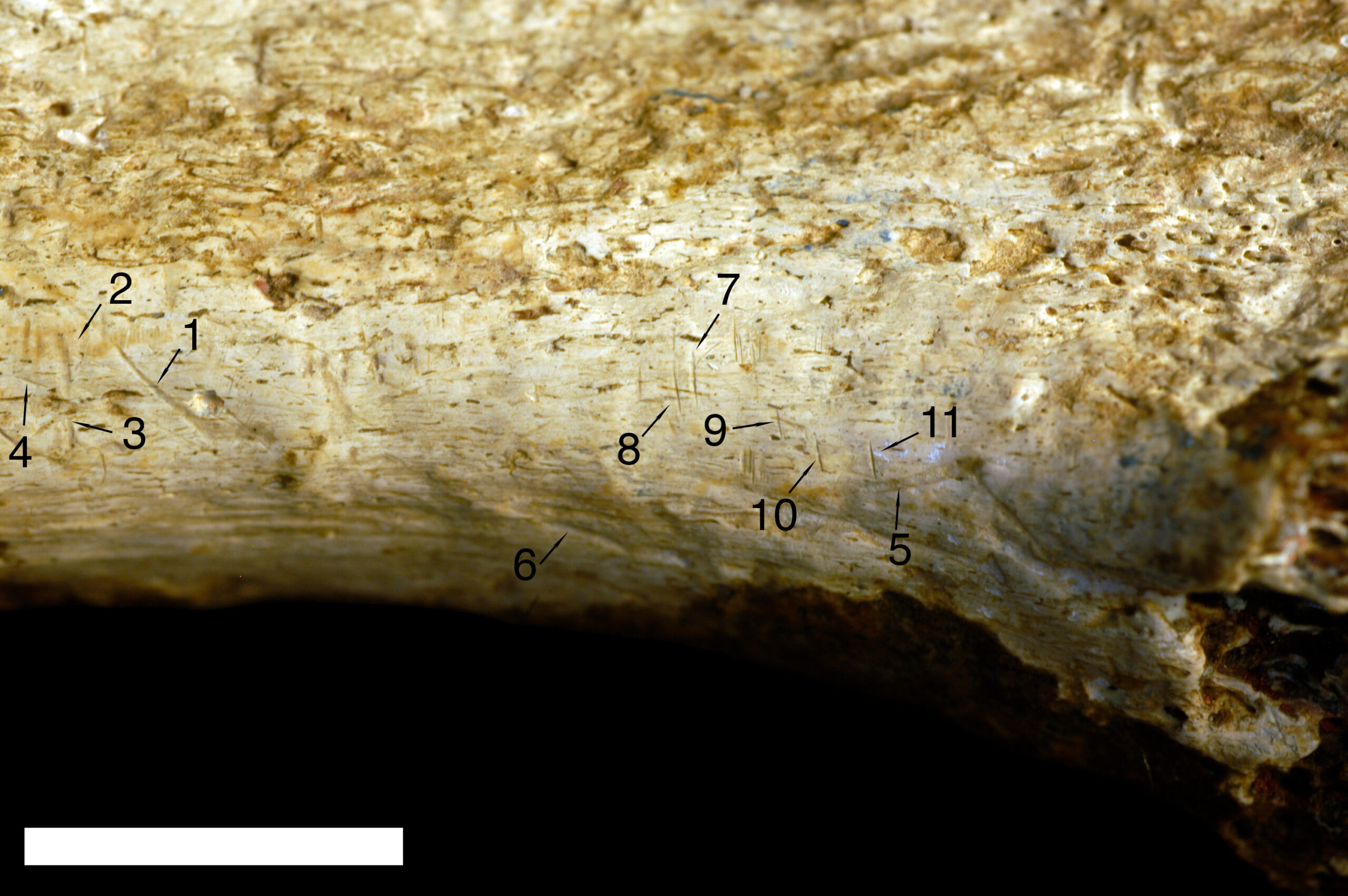 Nine marks on a bone that are identified as cut marks and two identified as tooth marks. This is based on comparison with 898 known bone surface modifications.