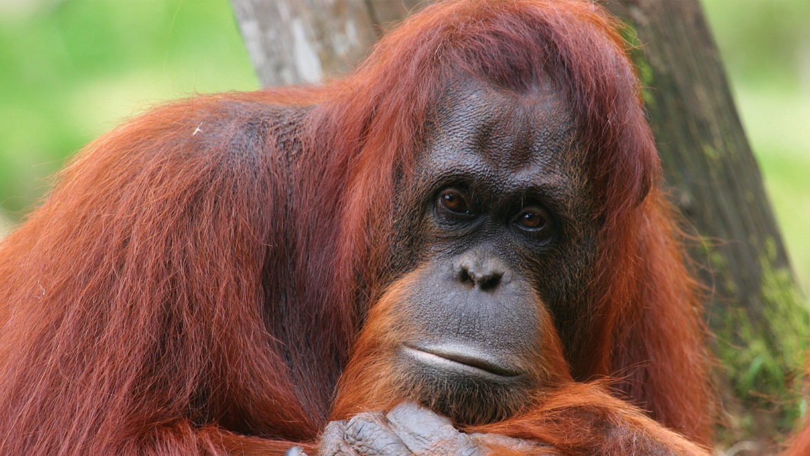 Orangutans can make two vocal sounds at once | Popular Science