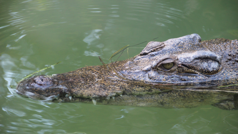 A saltwater crocodile peering up over green-ish water.