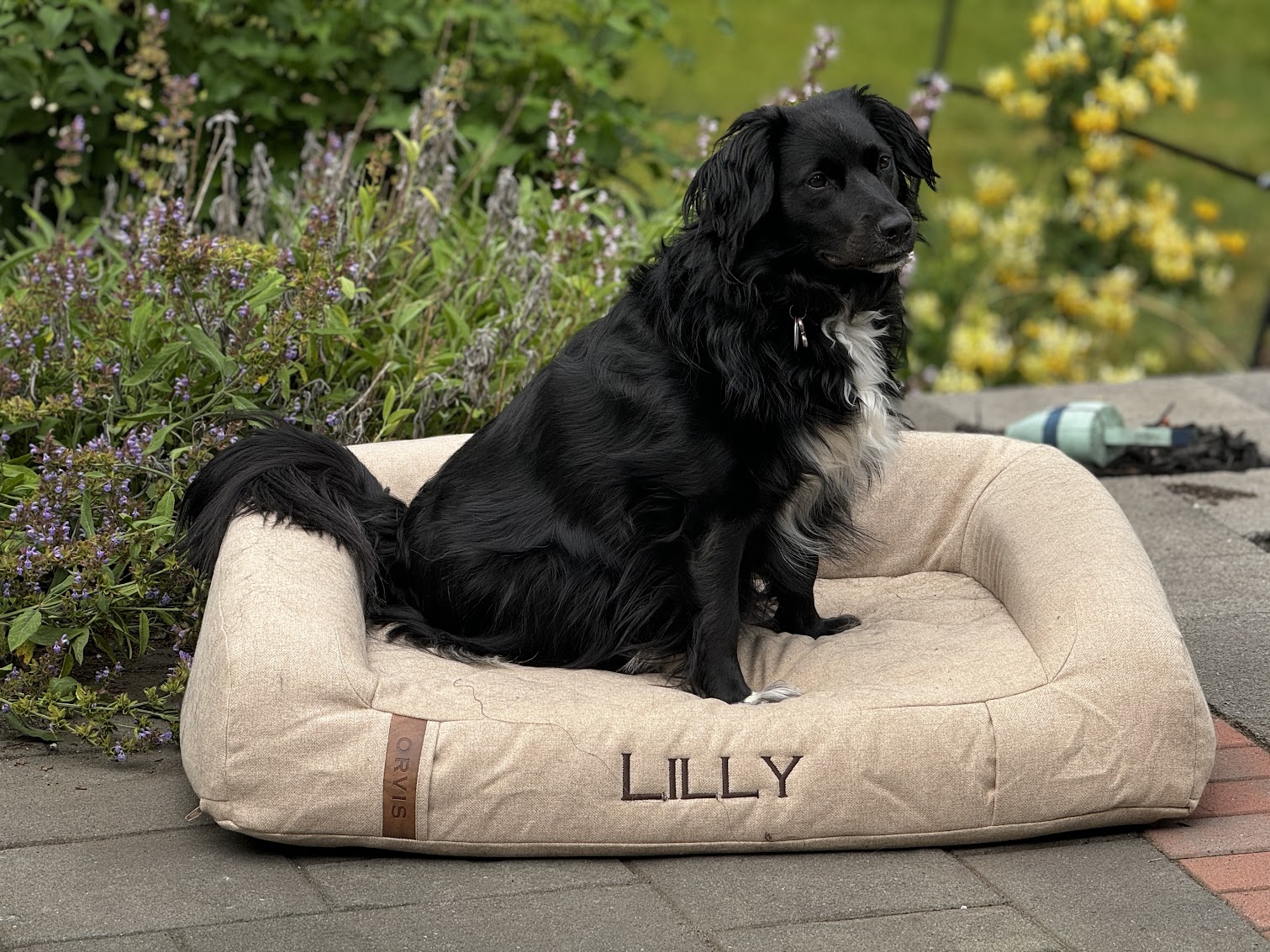 A black dog sitting on an Orvis dog bed in a back yard