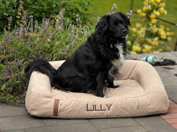 The best cooling dog beds for 2024, as chosen by hot dogs