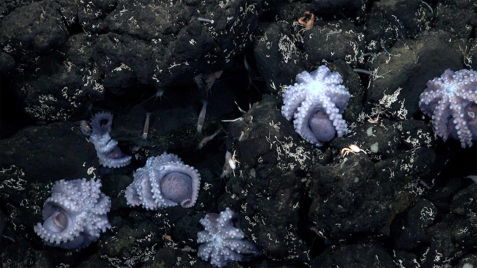 Octopuses brooding near hydrothermal vents deep under water. The 19-day Octopus Odyssey expedition located a site of low temperature (7oC) hydrothermal venting with brooding octopus on an unnamed outcrop that was explored for the very first time on this trip.