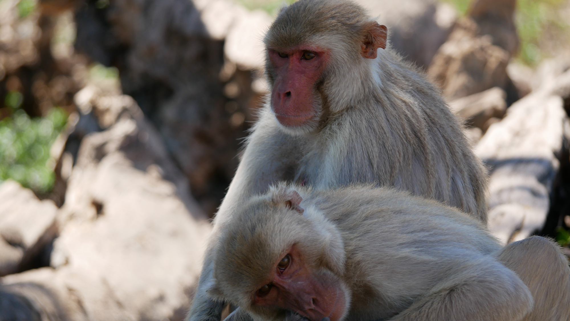 Same-sex behavior common in male macaques | Popular Science