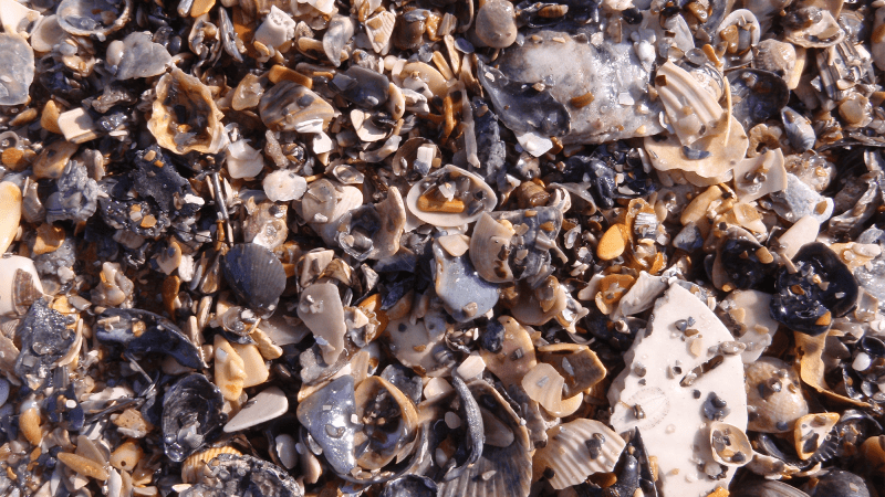 A large group of shells on a beach. Organisms with hard, durable parts, like shells, are more likely to be preserved as fossils than organisms composed entirely of soft tissue.