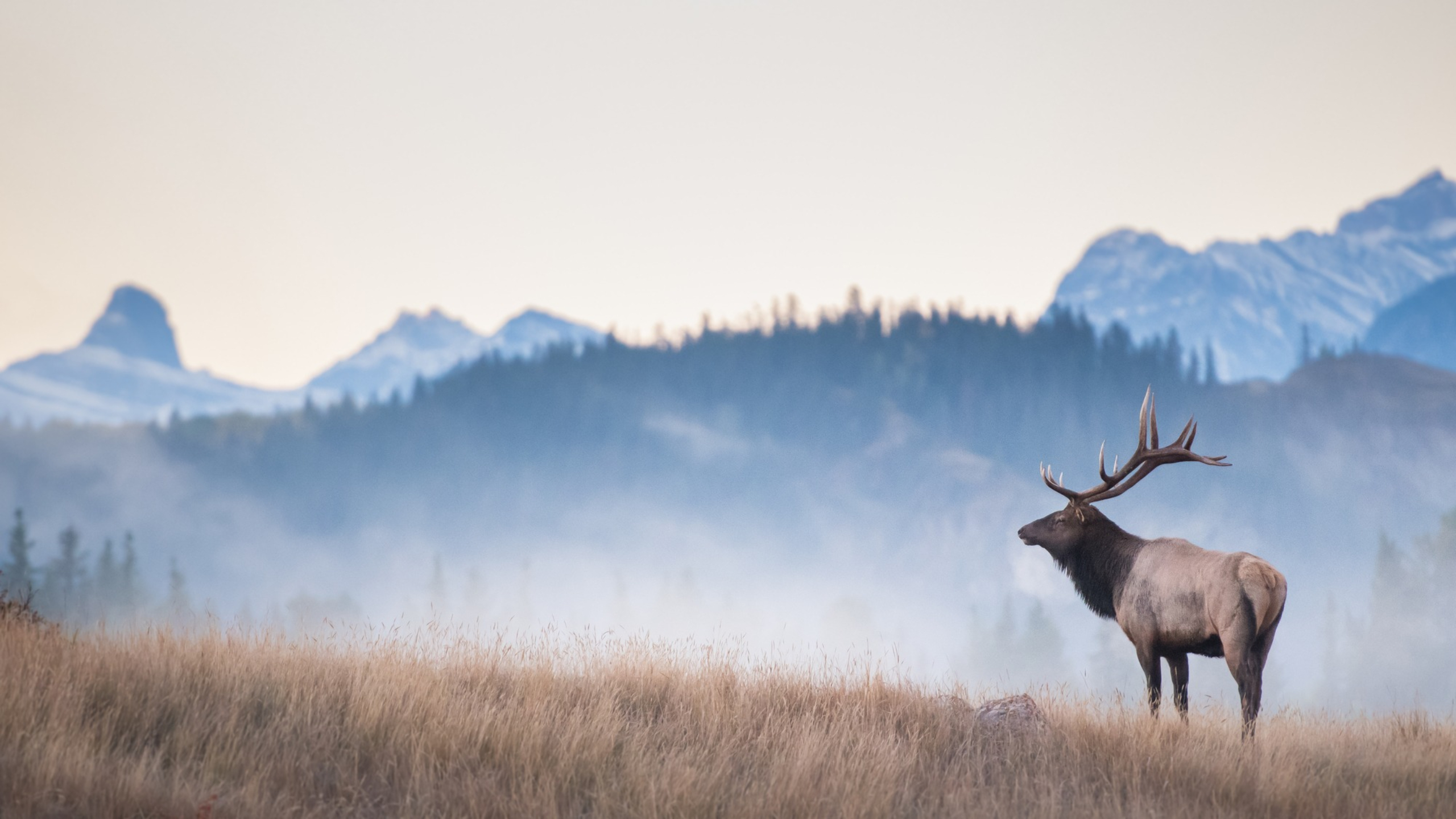 Bull elk in the wilderness