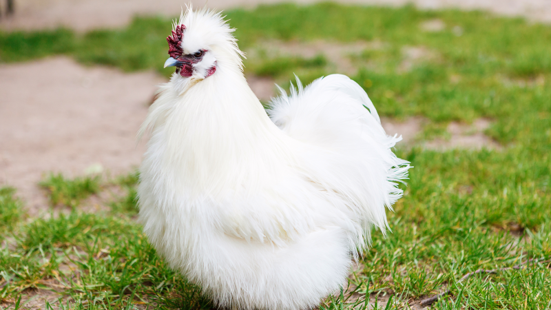 fluffy chicken in some grass