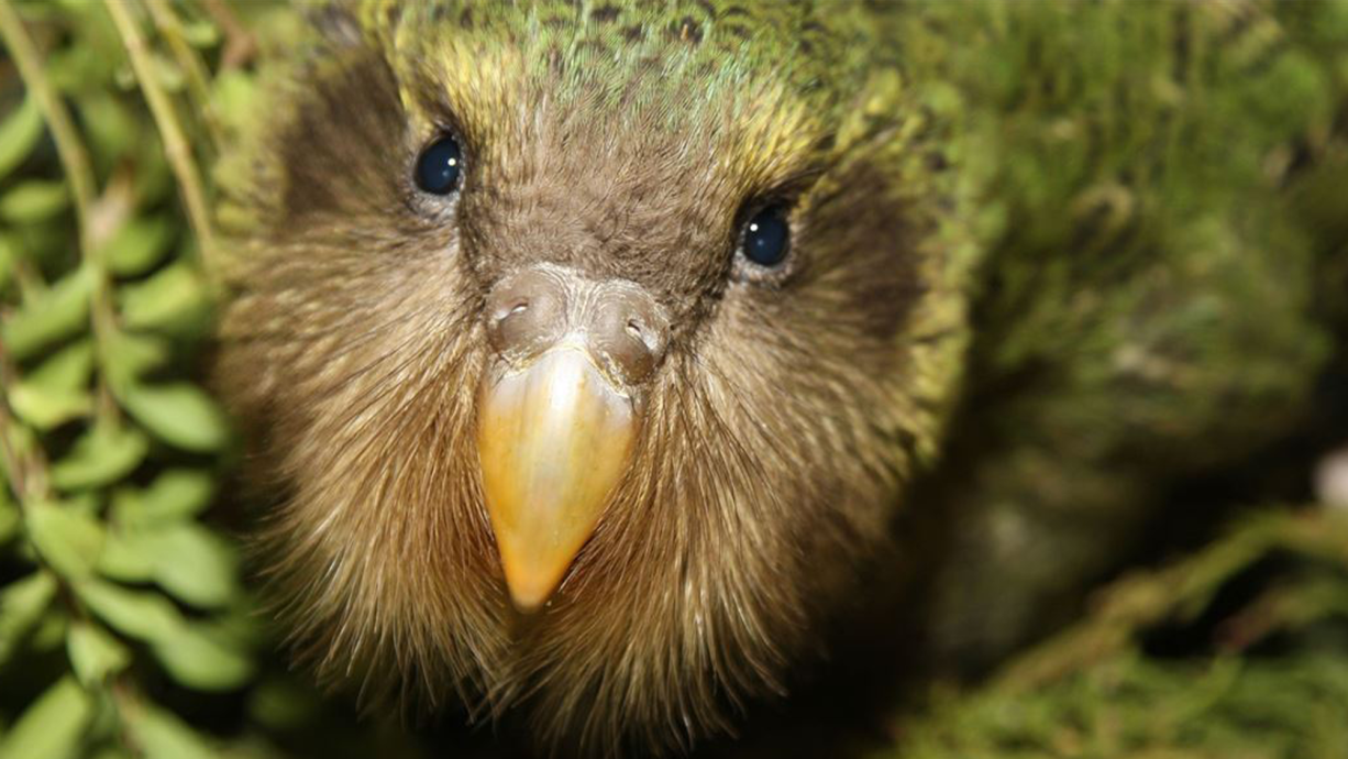 Kākāpō parrots return to mainland New Zealand | Popular Science