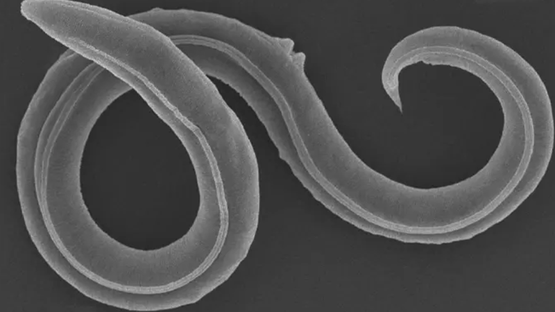 46,000-year-old nematodes wake up in lab | Popular Science