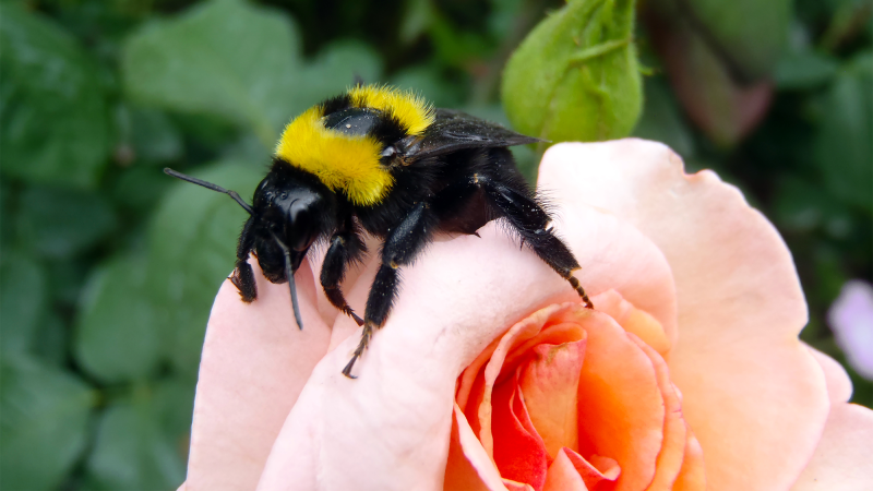 A bee on a peach rose. Understanding how flowering plants and bees evolved together can help inform conservation efforts for pollinators and how to keep their populations healthy.