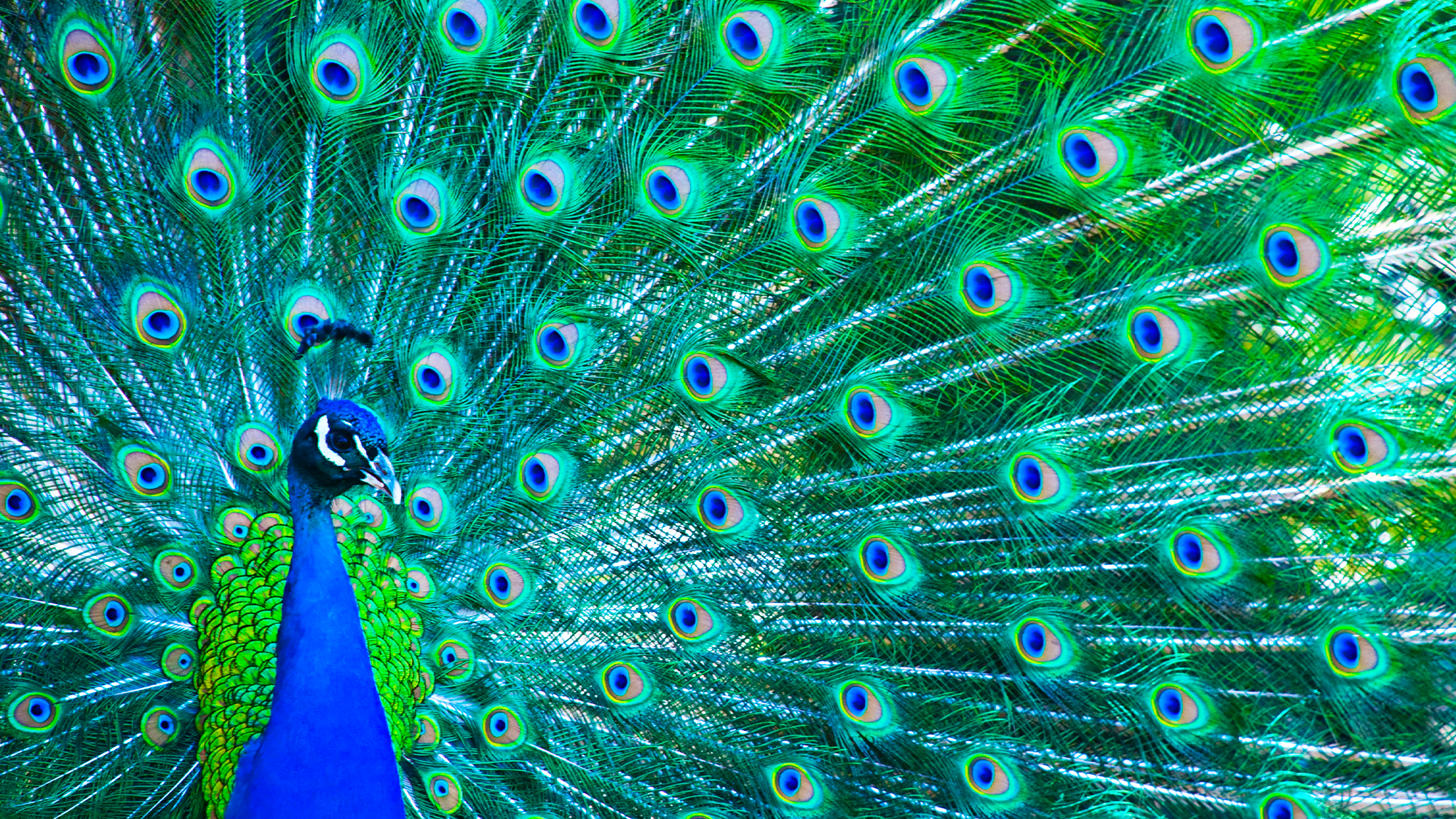 A male peacock displaying his signature blue and green plumage.