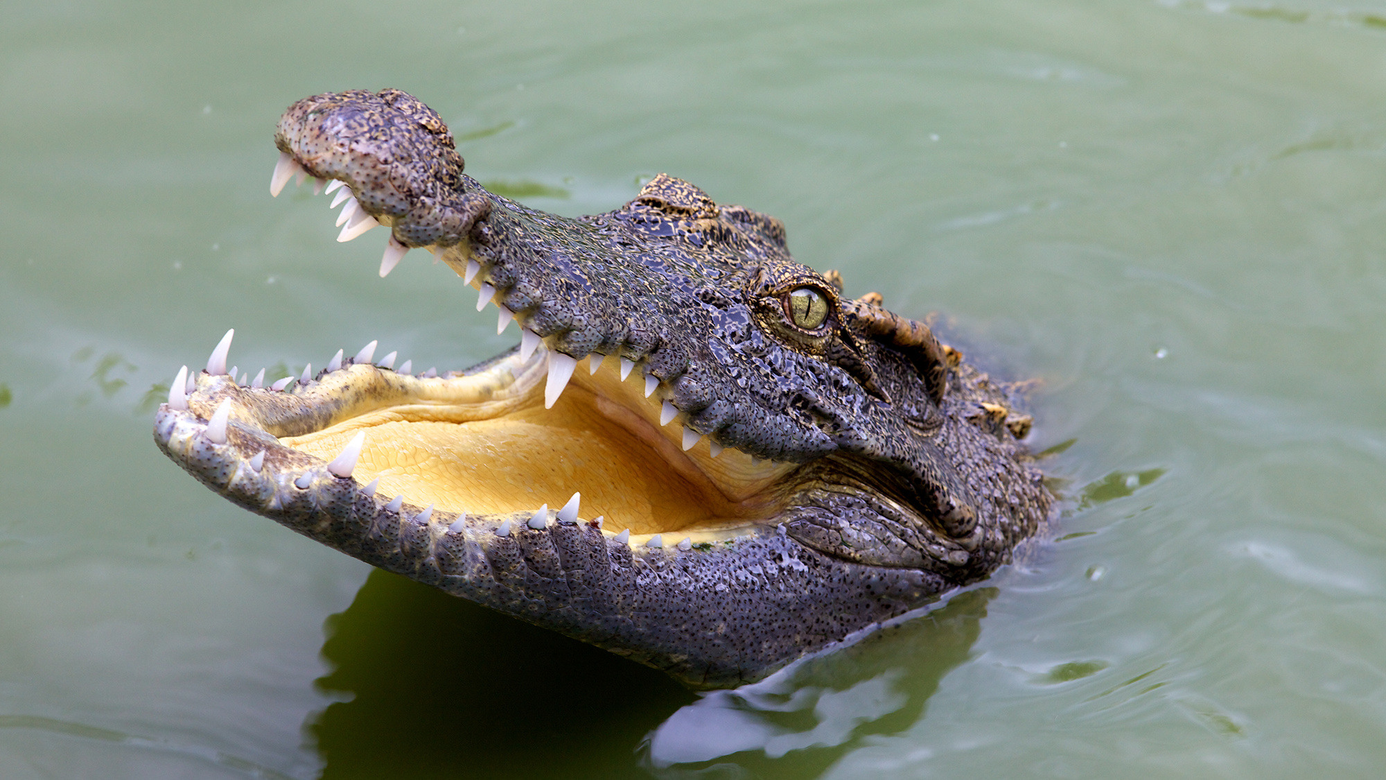 People used to use crocodile dung as a birth control method | Popular  Science