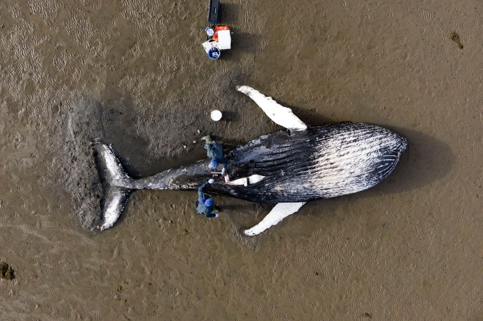 Dead humback whale on beach from aerial view