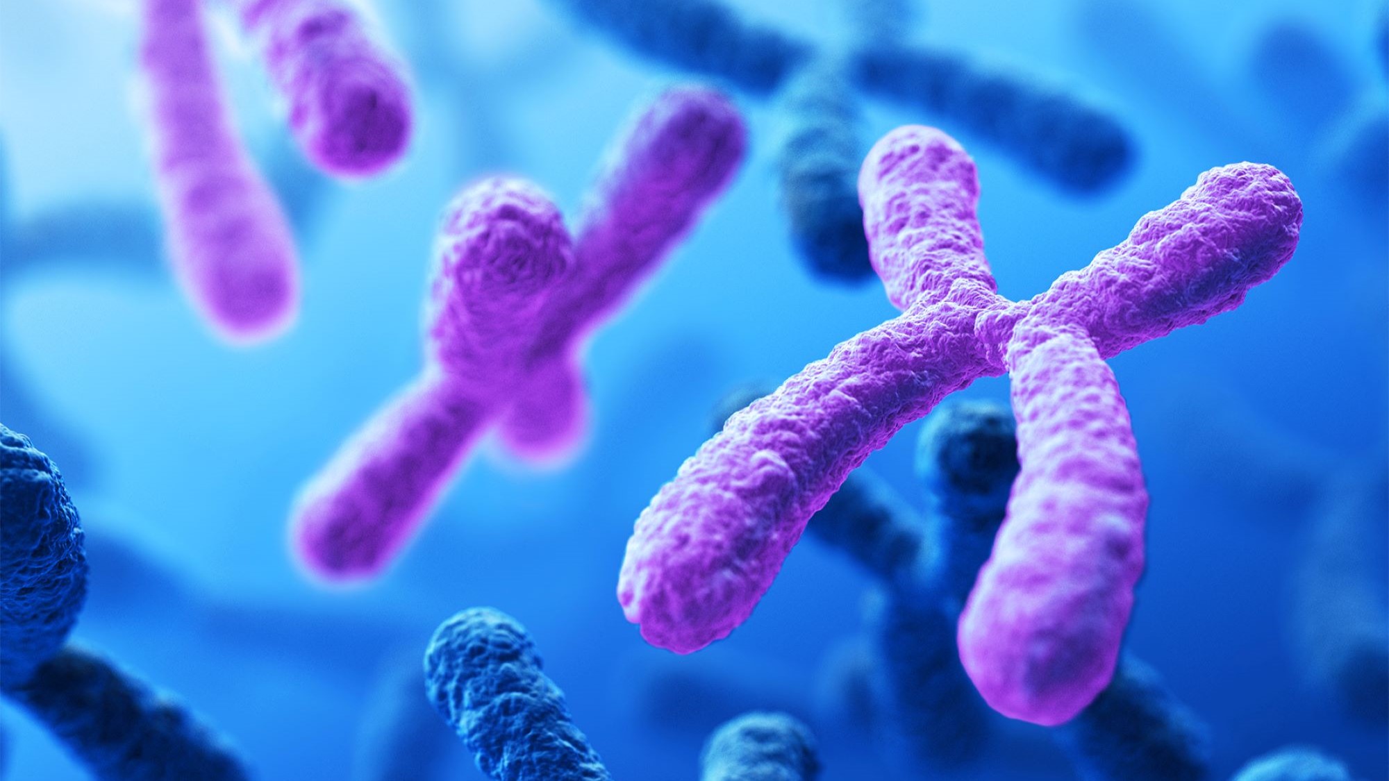 Purple and blue visualizations of human chromosomes.