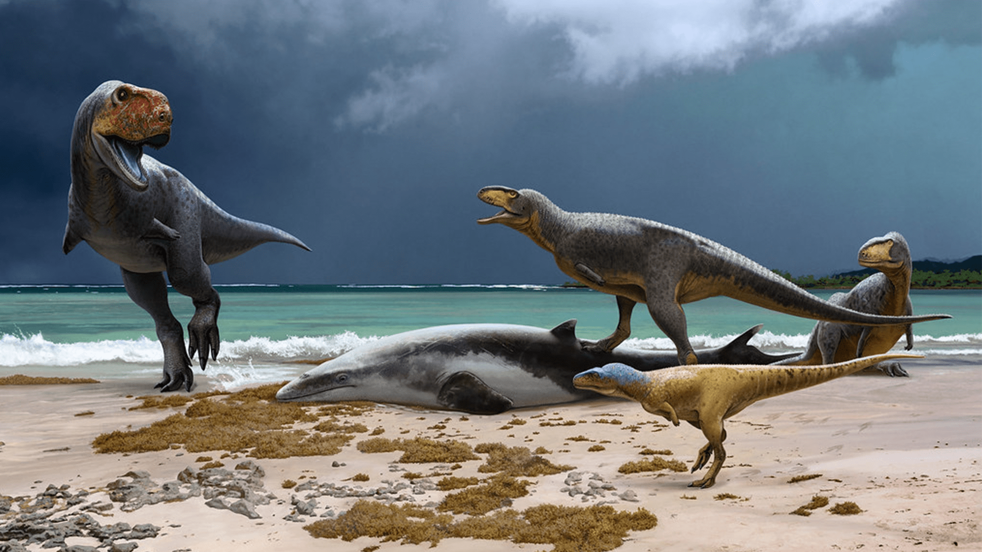 An illustration showing three abelisaurs on a beach, with a dead dinosaur and another smaller dinosaur. Fossils have been found of several types of abelisaur showing the diversity of dinosaurs in Morocco at the end of the Cretaceous period.