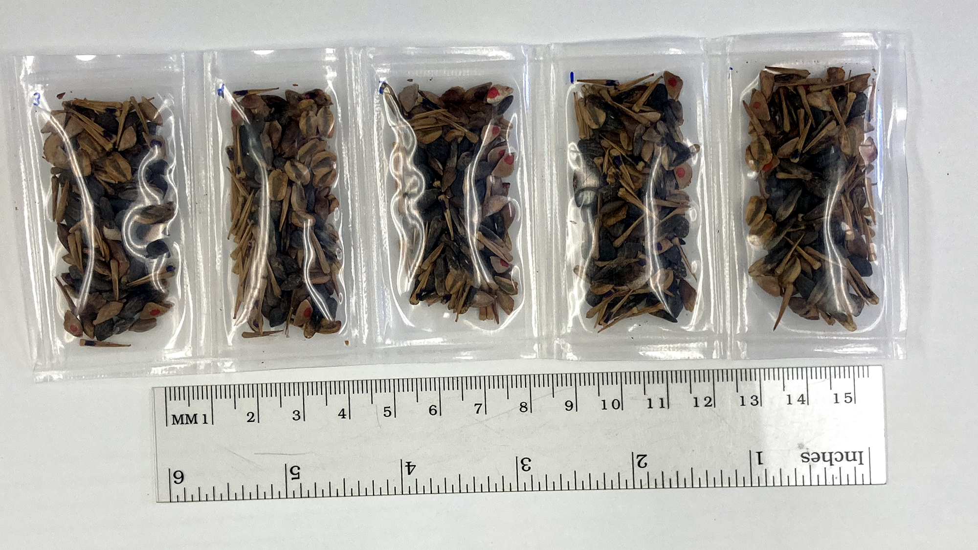 Five bags of seeds for the five tree species that flew on the Artemis I mission. CREDIT: NASA/USDA Forest Service.