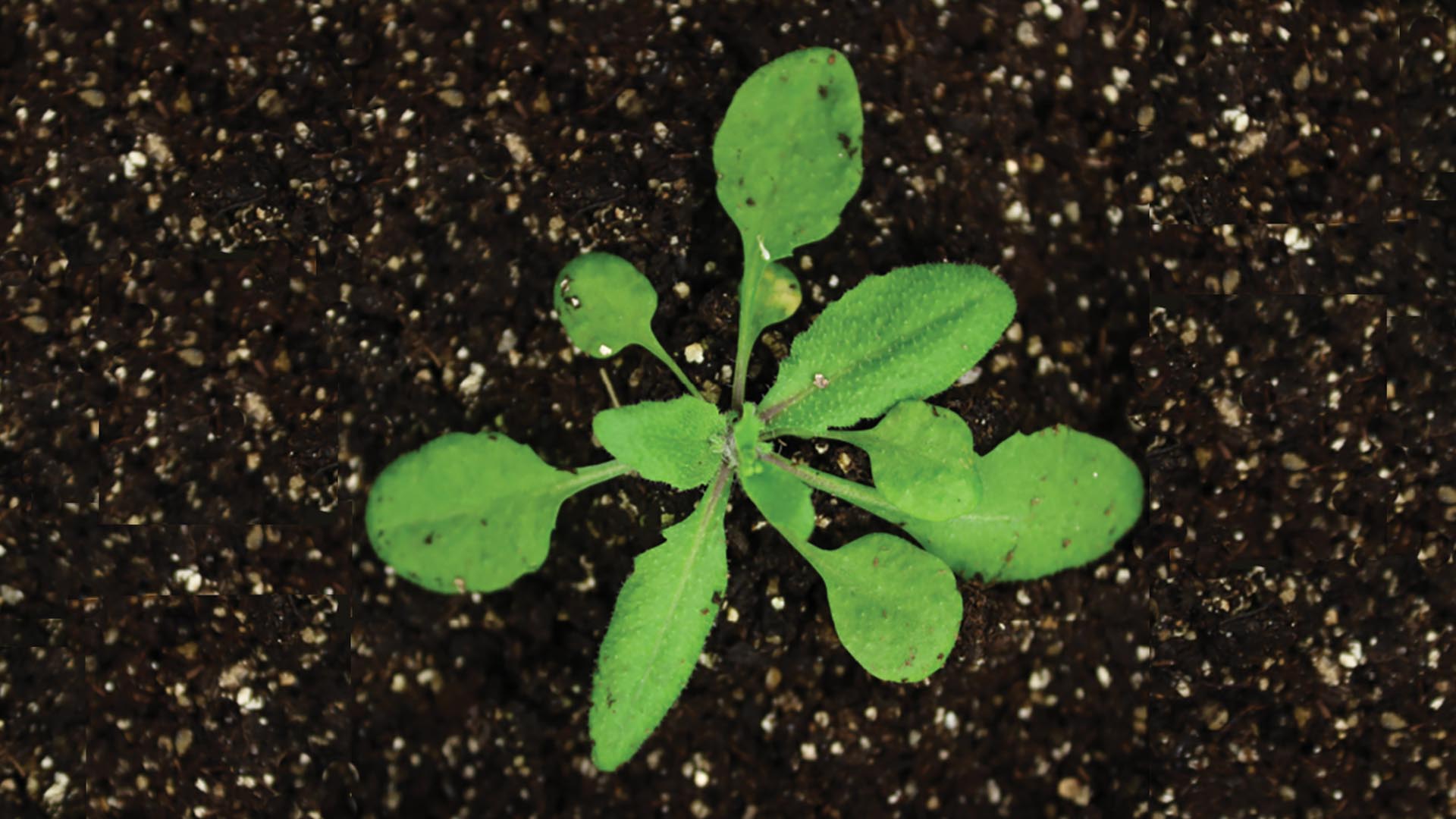 A green plant with about eight leaves grows out of soil. Arabidopsis thaliana is a plant species widely used to make fundamental biological discoveries. With the help of this versatile test subject, Cold Spring Harbor Laboratory scientists have now dug up the secrets of a process that helps control inheritance. CREDIT: Martienssen Lab/Cold Spring Harbor Laboratory.