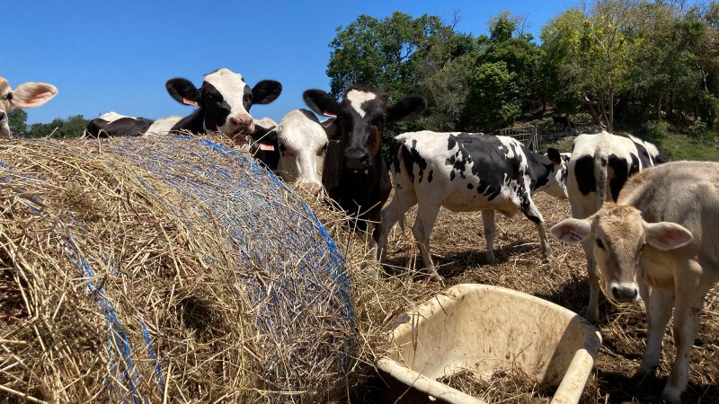 Cows being breed to have slicker hair to resist heat