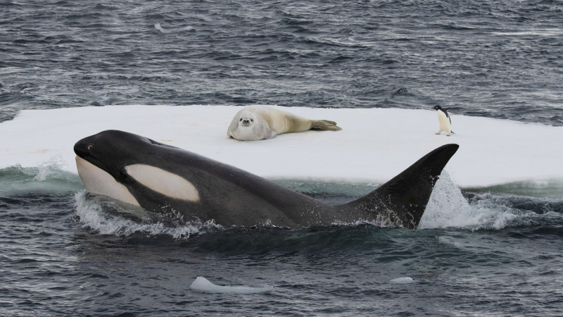 New series offers an intimate look into how climate change impacts the lives of wildlife