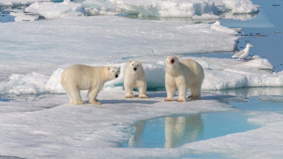 Study shows link between GHG emissions and polar bear decline | Popular ...