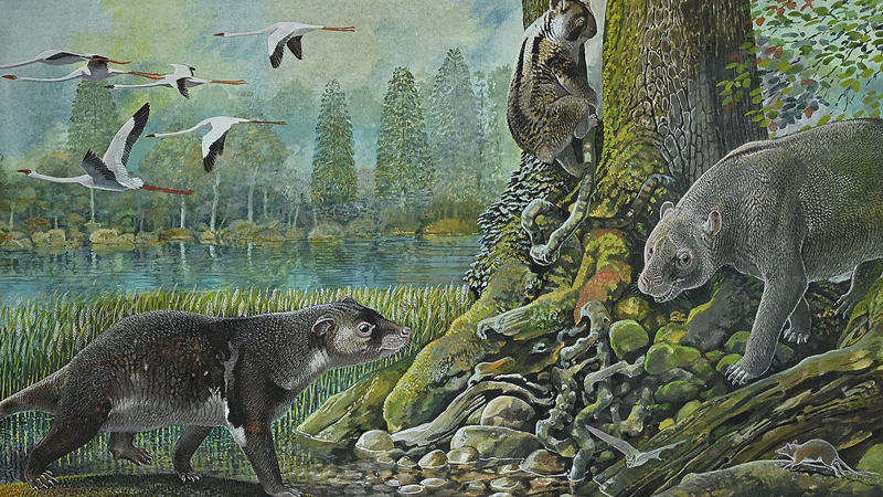 An artist’s illustration of the 25 million year old Ditjimanka Lumakoala blackae, featuring (left to right) the wallaby-sized herbivore Muramura williamsi, an extinct koala relative named Madakoala devis,i and the calf-size lizard called Ilaria lawsone.