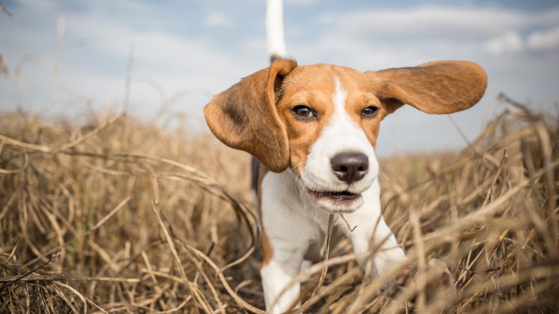 Fit for a dog? The latest science on CBD for pets