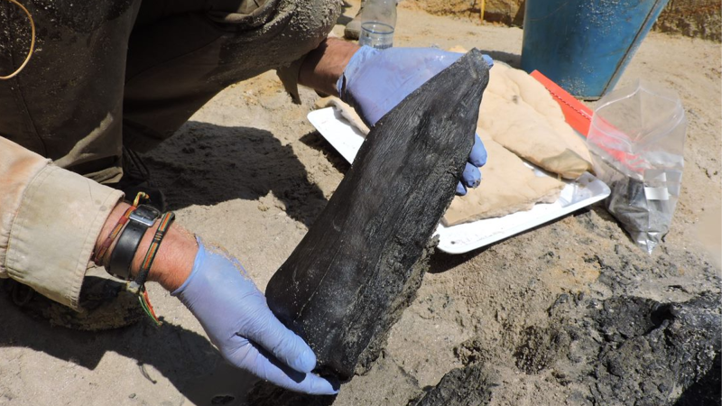 An archeologist wearing gloves holes a wedge shaped piece of wood dating back to the Early Stone Age.