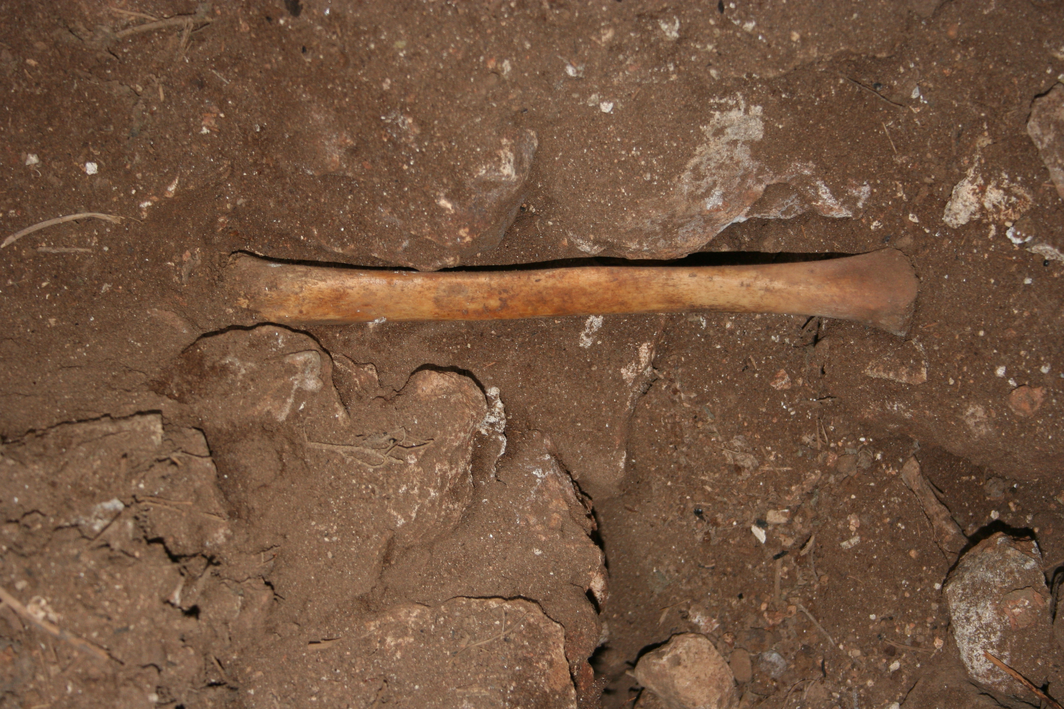 A human bone recovered from the cave. CREDIT: J.C. Vera Rodríguez