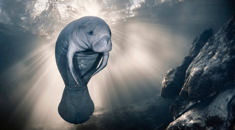 Manatee in a patch of sunlight