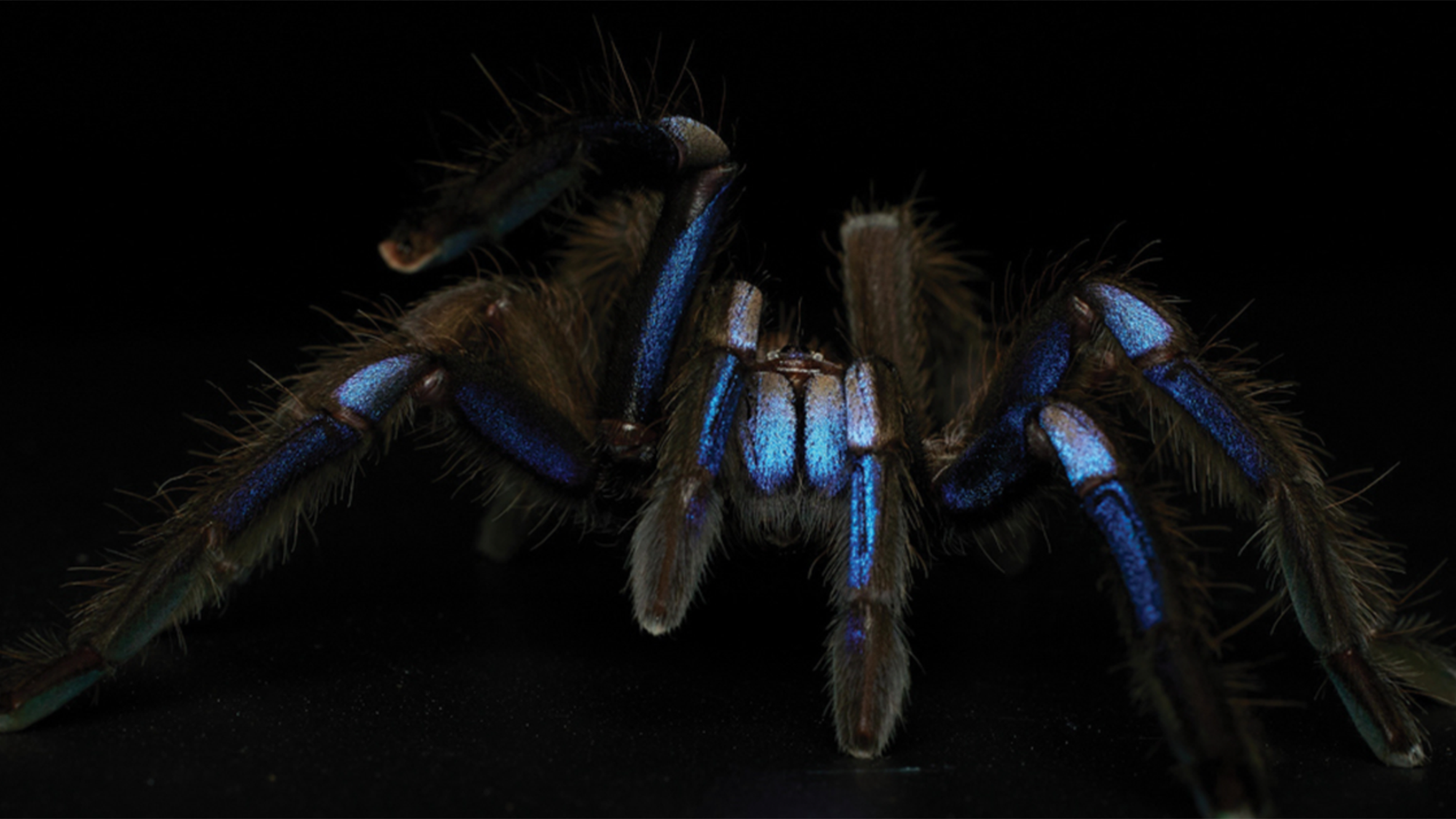 Meet The First Electric Blue Tarantula Known To Science | Popular Science