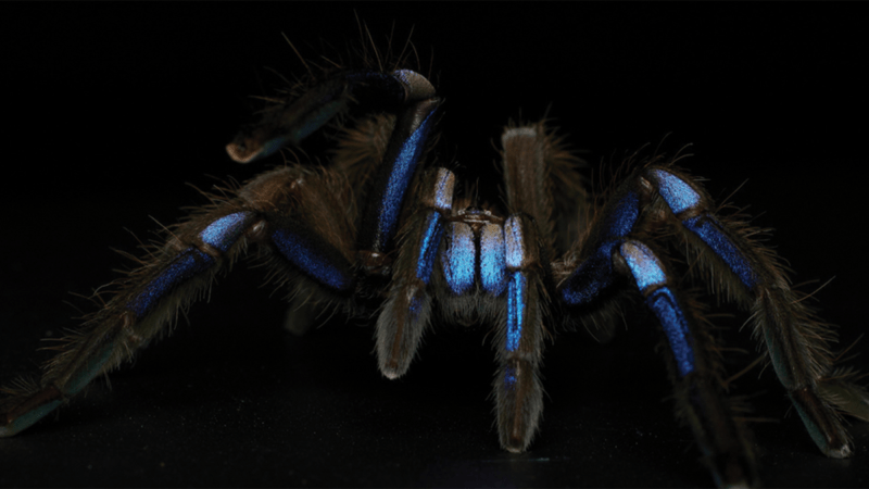 A tarantula with a mostly black body, but bright blue legs and pincers. Chilobrachys natanicharum is the first tarantula species found in Thailand’s mangrove trees. CREDIT: Yuranan Nanthaisong/ZooKeys.