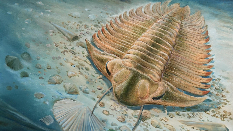 A fossilized trilobite stomach can show us clues to Cambrian cuisine