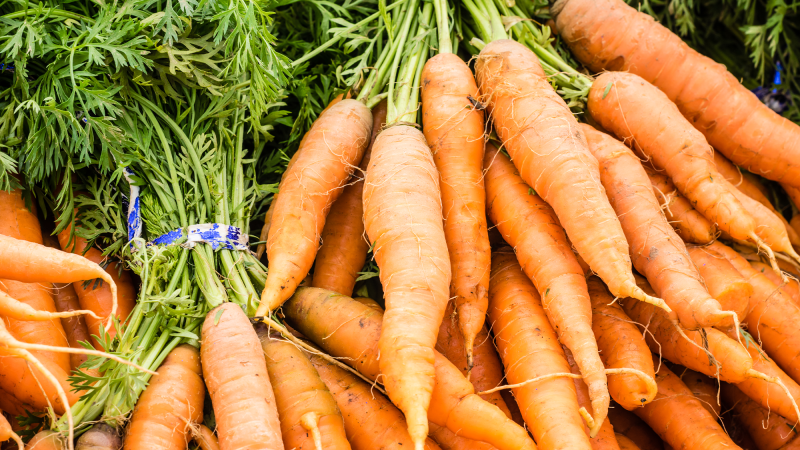 A row of organic orange carrots with their green stems still attached on a table.