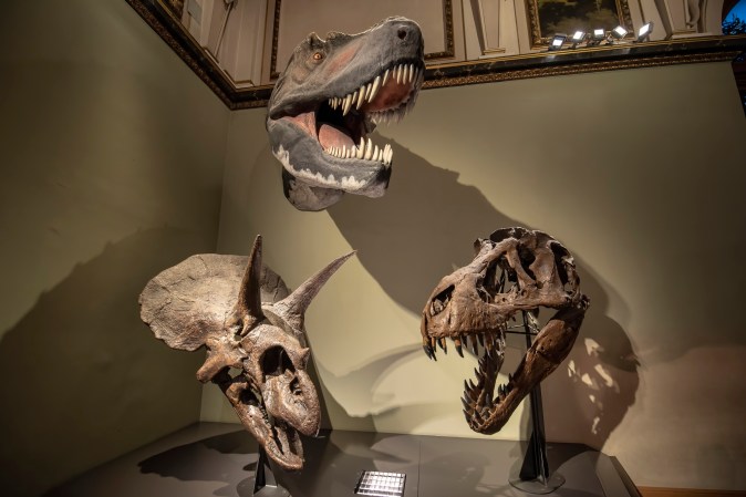 T. rex model, T. rex skull, and Triceratops skull at dinosaur display in the Museum of Natural History in Vienna