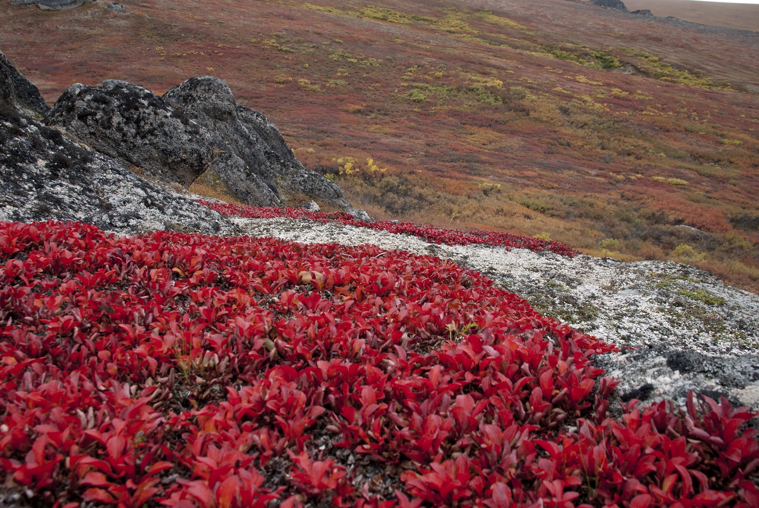 Red fall foliage on bearberry in Bering Land Bridge National Preserve