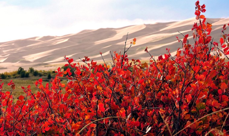 Red fall foliage on three-leaf sumac in Great Sand Dunes National Park