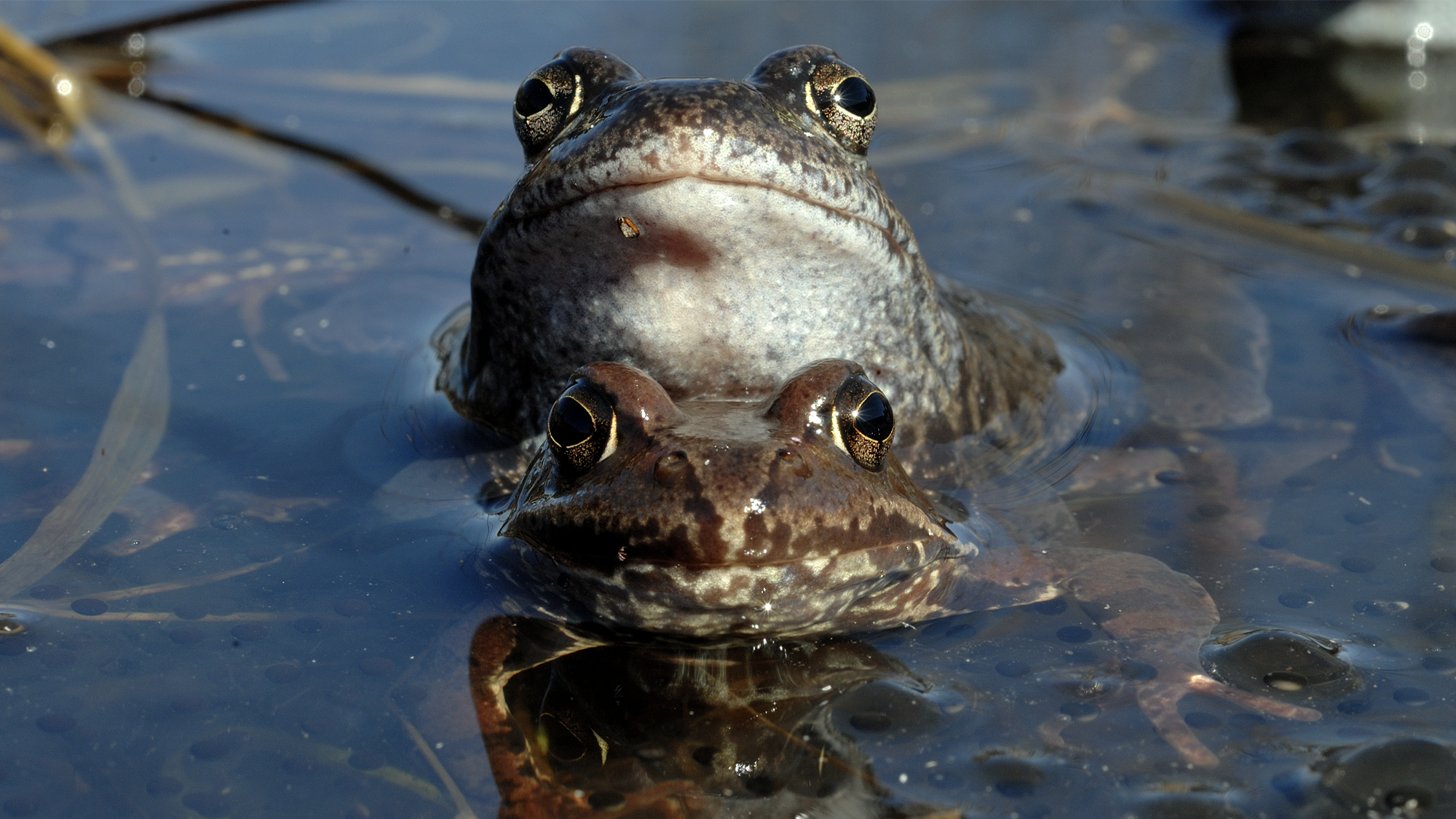 Female frogs appear to play dead to avoid unwanted mates | Popular Science