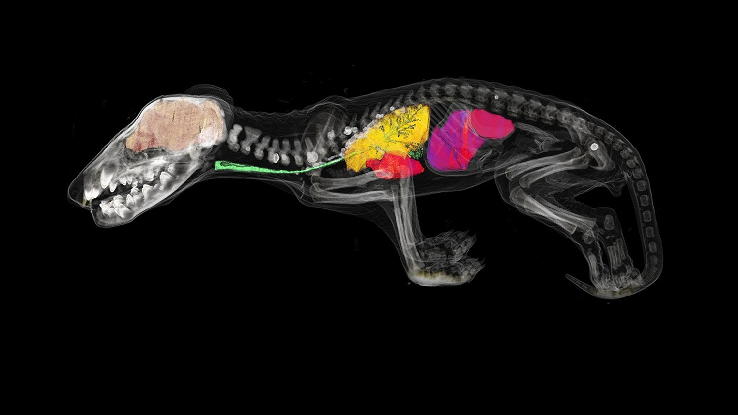 computer-generated x-ray-type model of internal bones and organs of extinct thylacine