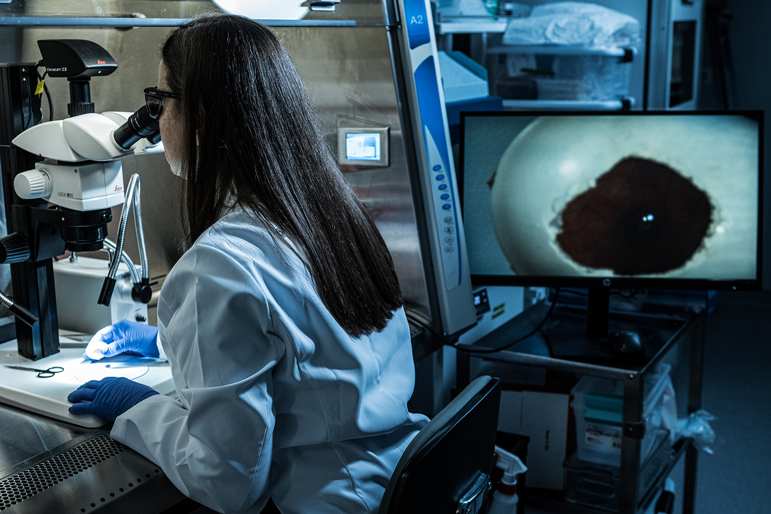 Scientist in white coat looks into eyepiece as nearby video screen shows closeup of embryo in Colossal's lab