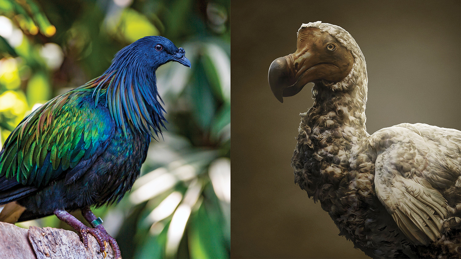 Nicobar pigeon sits on rock; dodo illustration