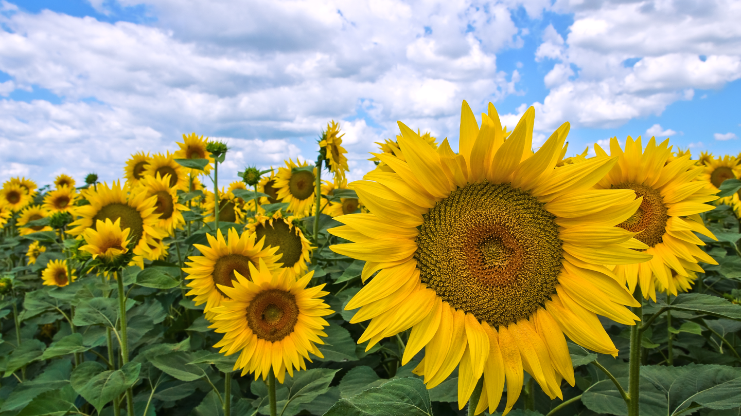 How do sunflowers turn towards the sun? | Popular Science