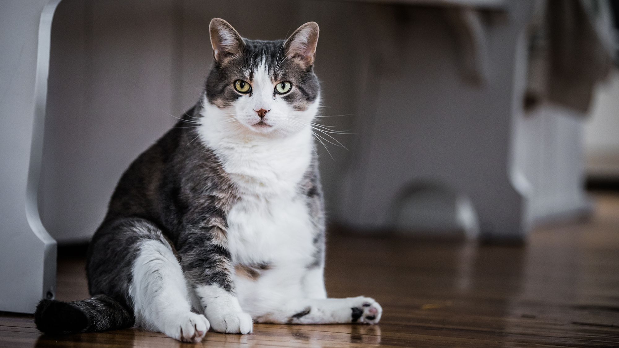 A black and white cat with a large mid-section sits on a kitchen floor.