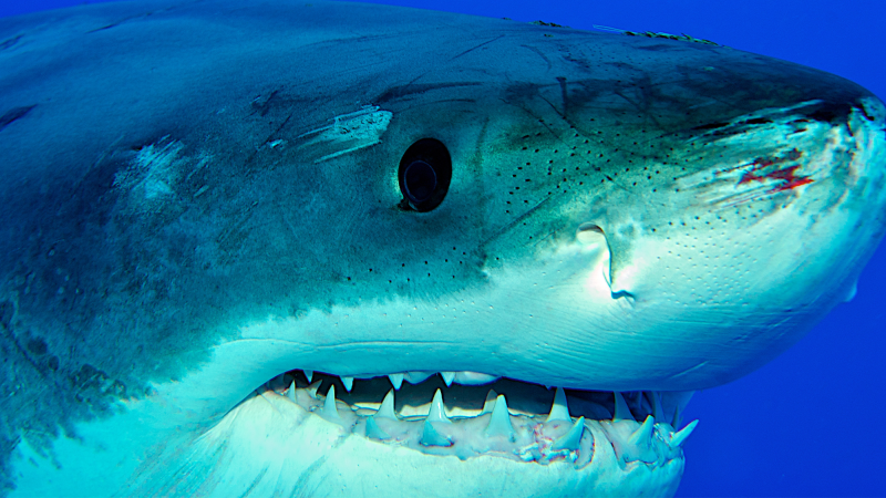 A side view of a great white shark. Regional endothermy in fish has been seen in apex predators like the great white sharks or giant tuna.