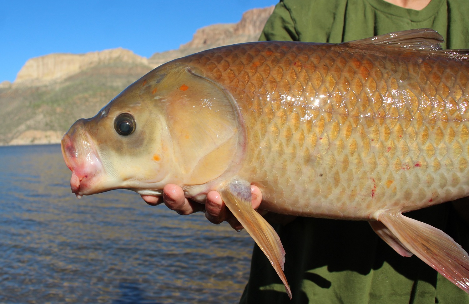 Bigmouth buffalofish caught in Lake Apache, Arizona