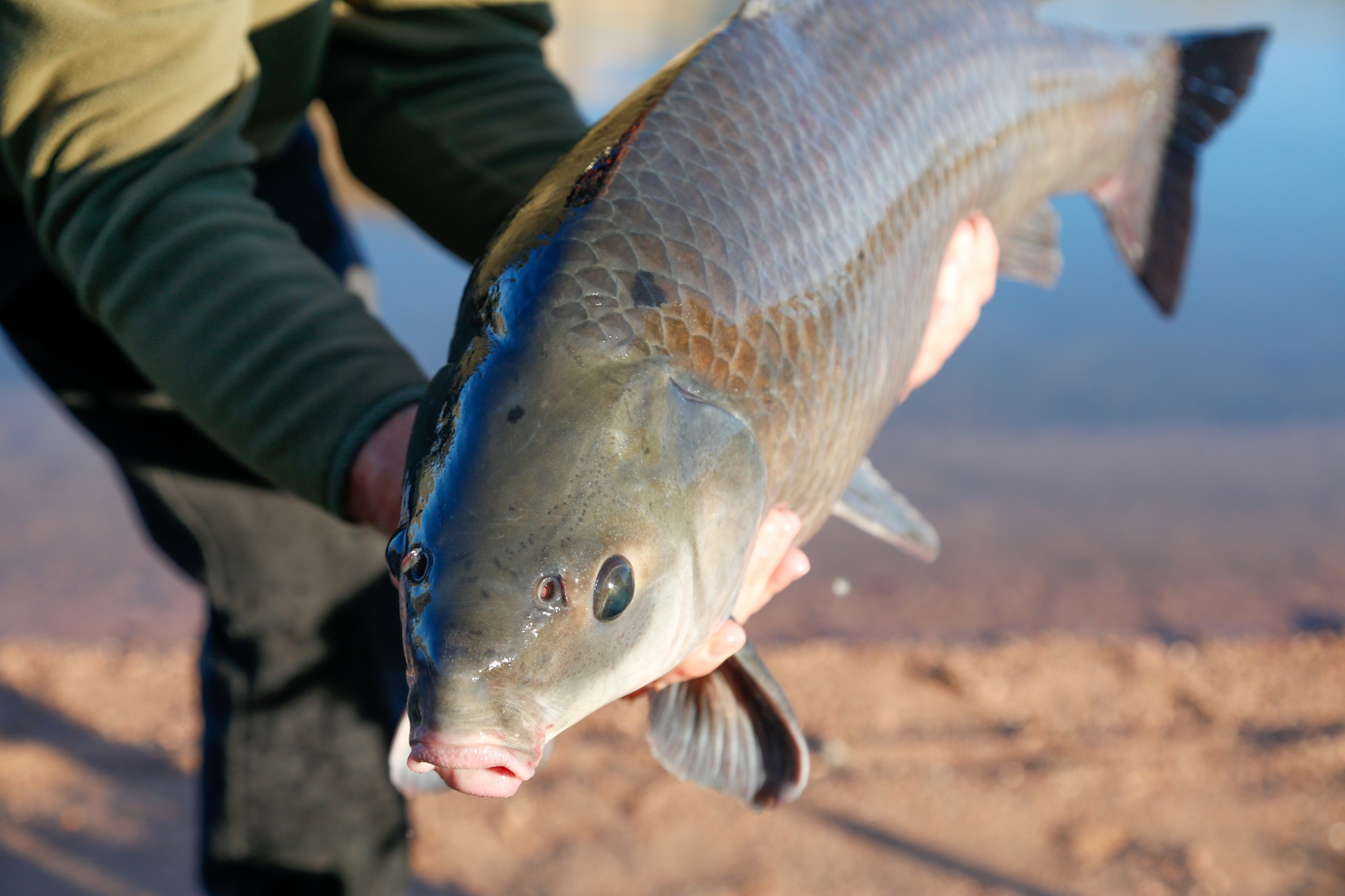 Smallmouth buffalofish caught at Apache Lake, Arizone