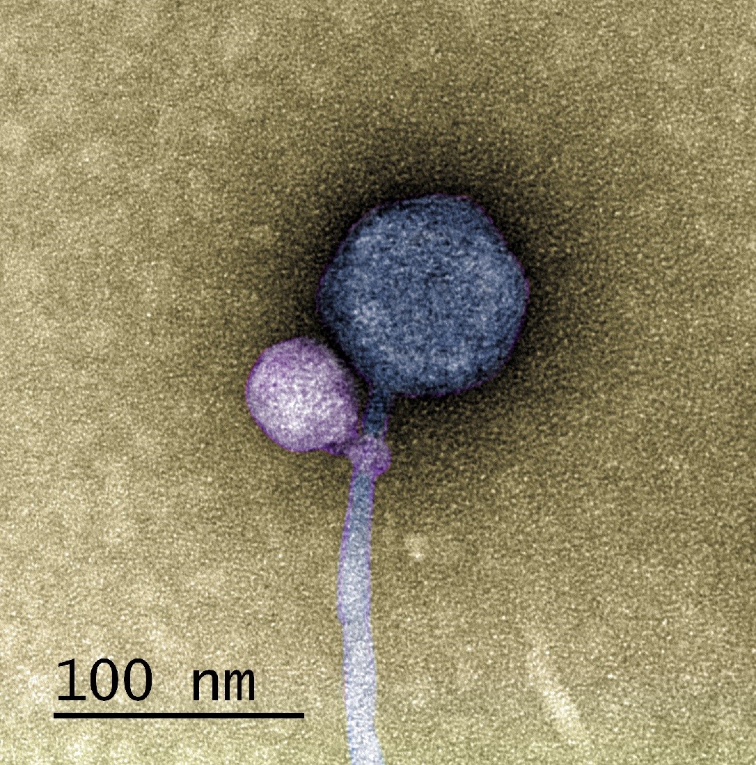 A colorized image of the newly discovered satellite virus latched onto its helper virus. The helper virus is larger and shown in a dark blue, while the satellite virus is smaller and purple. It is attached at the "neck" of the helper virus.