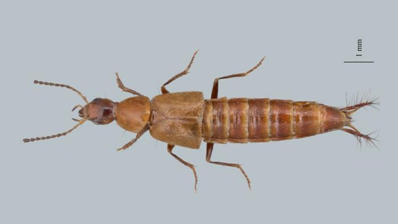 A lateral view of Loncovilius carlsbergi. It is a six-limbed beetle less than an inch long, with two antennae protruding from its head.