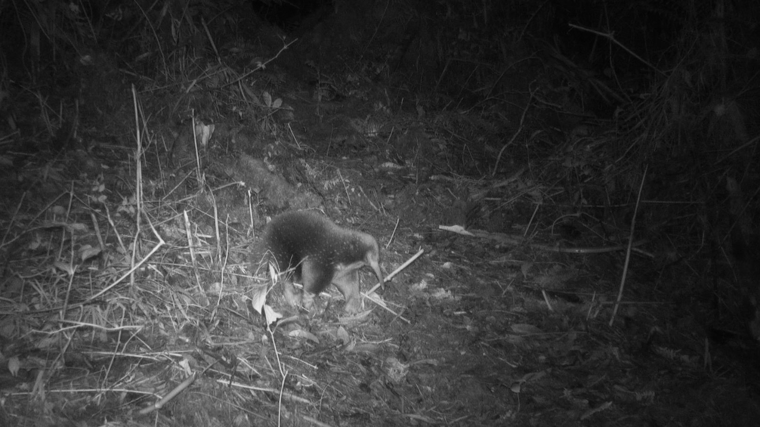 Elusive egg-laying mammal caught on camera for the first time | Popular