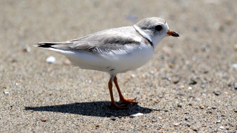 A piping plover walks along L Street Beach in South Boston. The bird is small, with white and grey plummage.