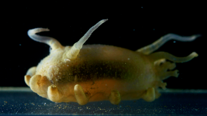 A bioluminescent sea cucumber called Scotoplanes or the “sea pig.”