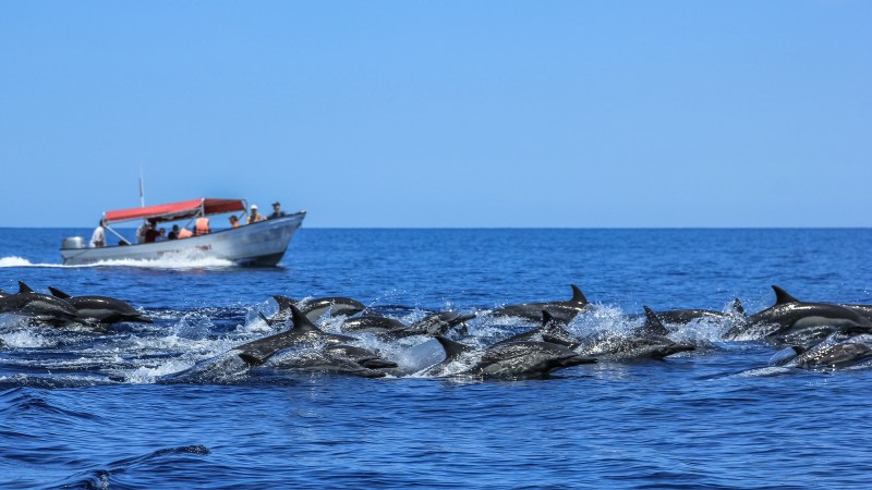 Dolphins that learn to approach people for an easy meal will often hang around fishing boats.